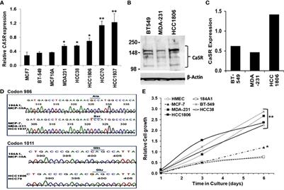 Identification of MAGEC2/CT10 as a High Calcium-Inducible Gene in Triple-Negative Breast Cancer